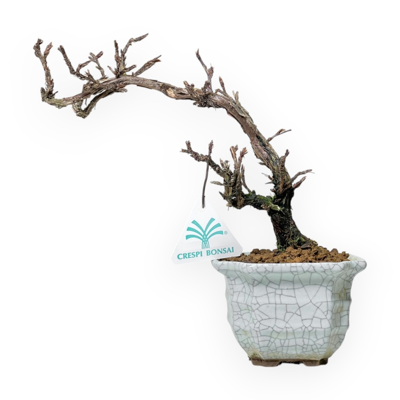 Potentilla Fruticosa - 23 cm