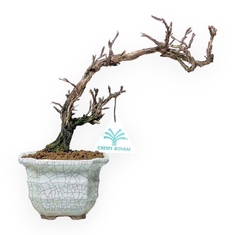 Potentilla Fruticosa - 23 cm