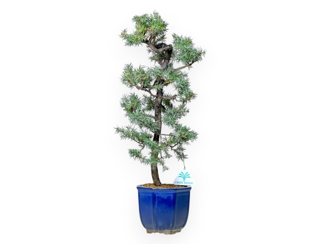 Juniperus Rigida - Enebro - 47 cm
