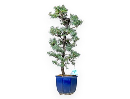Juniperus Rigida - Juniper - 47 cm