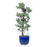 Juniperus Rigida - Juniper - 47 cm