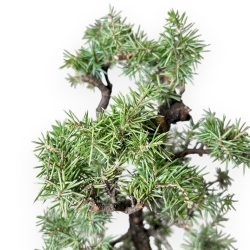 Juniperus Rigida - Ginepro - 47 cm