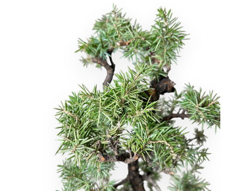 Juniperus Rigida - Juniper - 47 cm