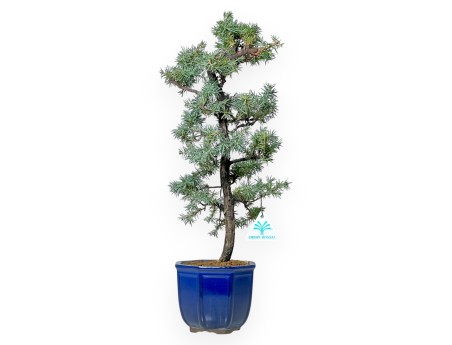 Juniperus Rigida - Juniper - 47 cm