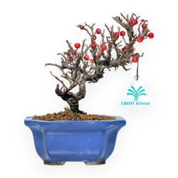 Cotoneaster Horizontalis - 20 cm