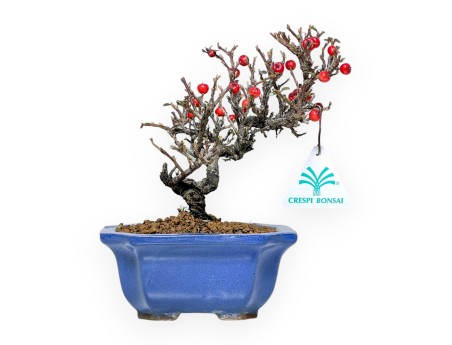Cotoneaster Horizontalis - Cotognastro - 20 cm
