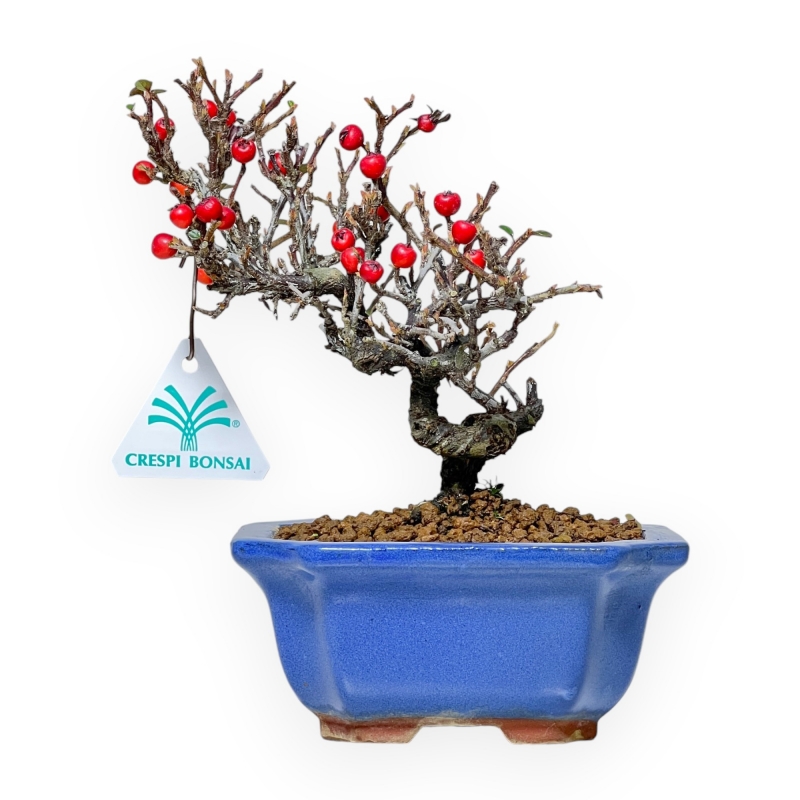 Cotoneaster Horizontalis - 20 cm