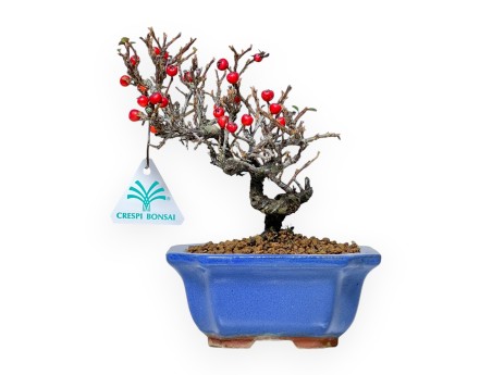 Cotoneaster Horizontalis - Cotognastro - 20 cm