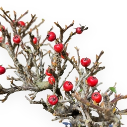 Cotoneaster Horizontalis - 20 cm