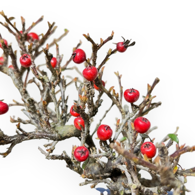 Cotoneaster Horizontalis - 20 cm
