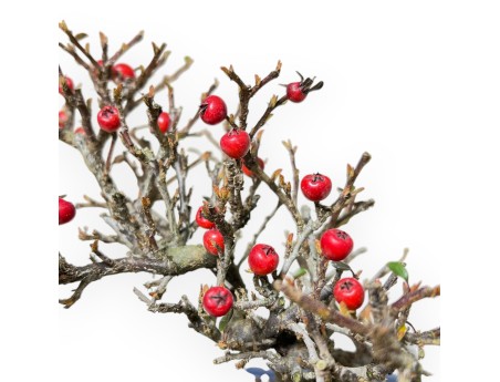 Cotoneaster Horizontalis - 20 cm