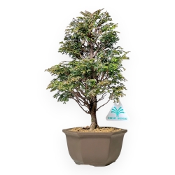 Chamaecyparis Obtusa - False Cypress - 31 cm