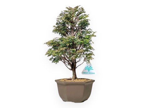 Chamaecyparis Obtusa - Falso Cipresso - 31 cm