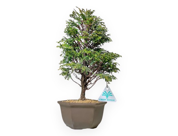 Chamaecyparis Obtusa - Faux Cyprès - 31 cm 2