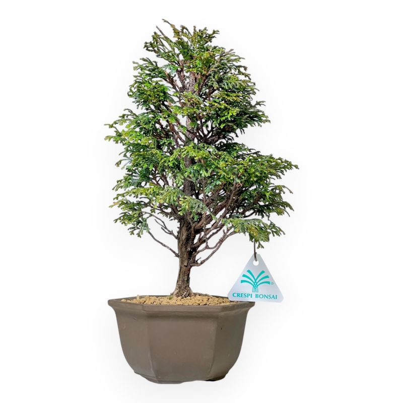 Chamaecyparis Obtusa - False Cypress - 31 cm