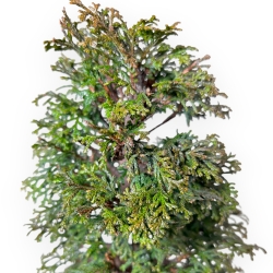 Chamaecyparis Obtusa - False Cypress - 31 cm