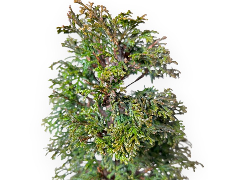 Chamaecyparis Obtusa - Falso Cipresso - 31 cm