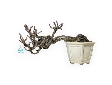 Parthenocissus - 24 cm