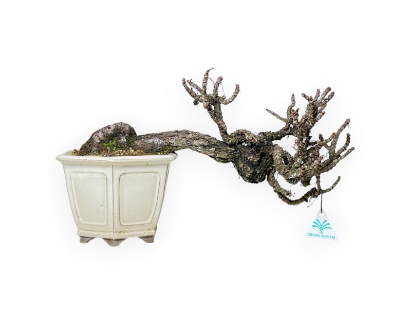 Parthenocissus - 24 cm