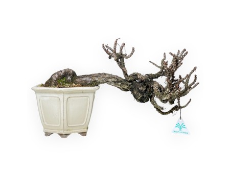 Parthenocissus - 24 cm