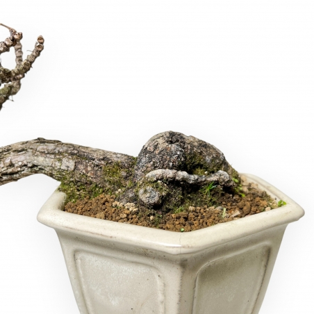Parthenocissus - 24 cm