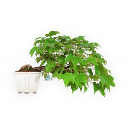 Partenocissus - 24 cm