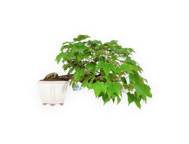 Parthenocissus - 24 cm