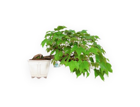 Parthenocissus - 24 cm