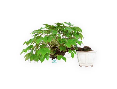 Parthenocissus - 24 cm