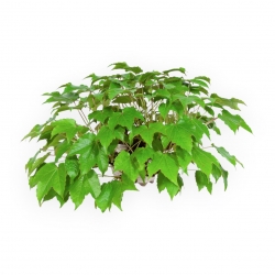 Partenocissus - 24 cm