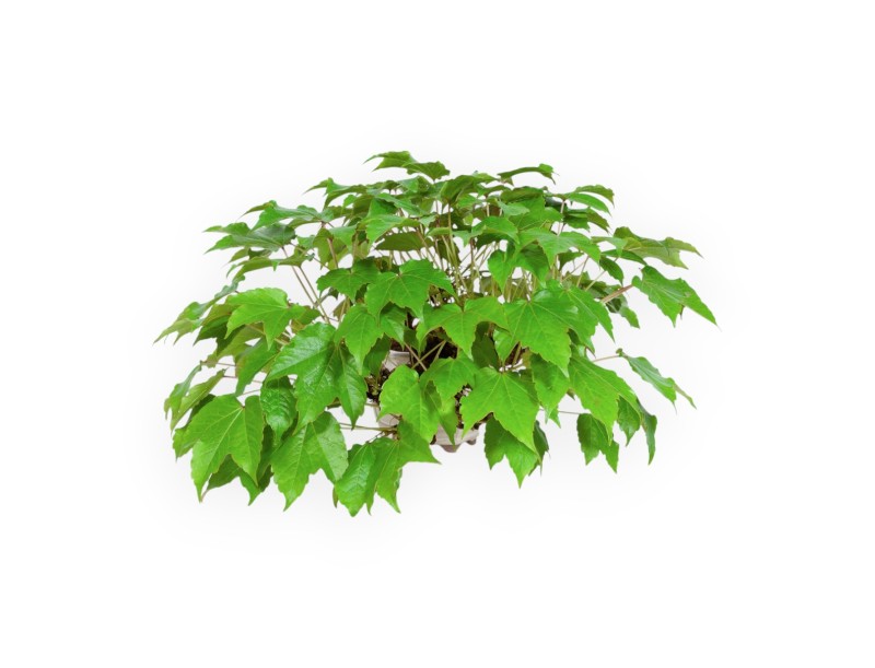 Parthenocissus - 24 cm