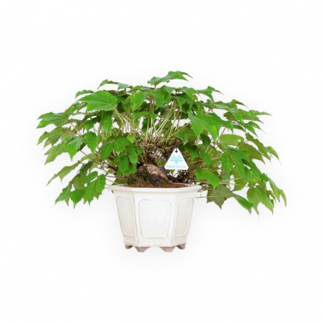 Parthenocissus - 24 cm