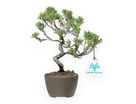 Juniperus Chinensis Kishu - Ginepro - 21 cm