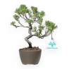 Juniperus Chinensis Kishu - Juniper - 21 cm