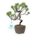 Juniperus Chinensis Kishu - Wacholder - 21 cm