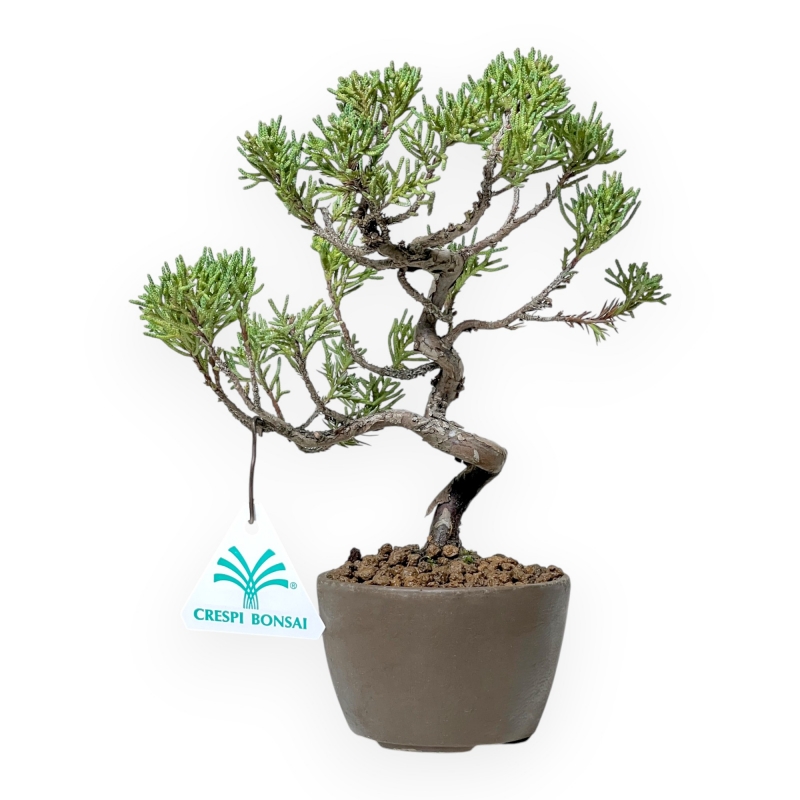 Juniperus Chinensis Kishu - Wacholder - 21 cm