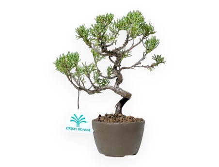 Juniperus Chinensis Kishu - Ginepro - 21 cm