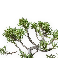 Juniperus Chinensis Kishu - Wacholder - 21 cm