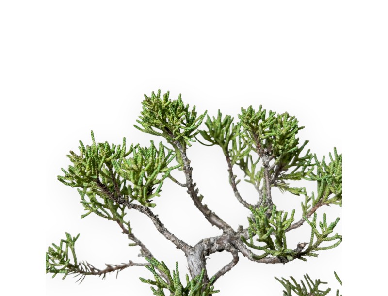 Juniperus Chinensis Kishu - Ginepro - 21 cm