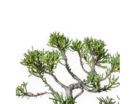 Juniperus Chinensis Kishu - Ginepro - 21 cm