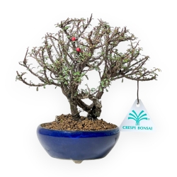 Cotoneaster Horizontalis - Cotognastro - 19 cm