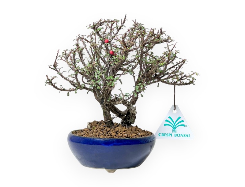 Cotoneaster Horizontalis - Cotoneaster horizontal - 19 cm