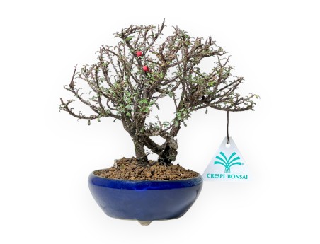Cotoneaster Horizontalis - Cotoneaster horizontal - 19 cm