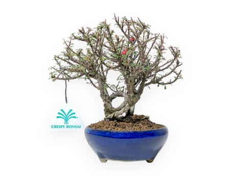 Cotoneaster Horizontalis - Cotoneaster horizontal - 19 cm