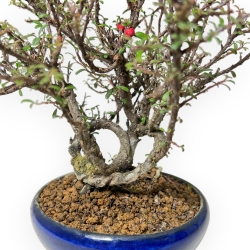 Cotoneaster Horizontalis - Cotognastro - 19 cm