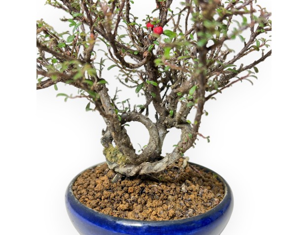 Cotoneaster Horizontalis - Cotoneaster horizontal - 19 cm 2