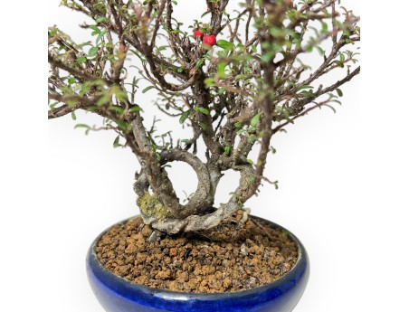 Cotoneaster Horizontalis – Quittenbusch – 19 cm