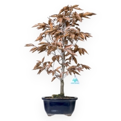 Fagus Crenata - Japanese Beech - 53 cm