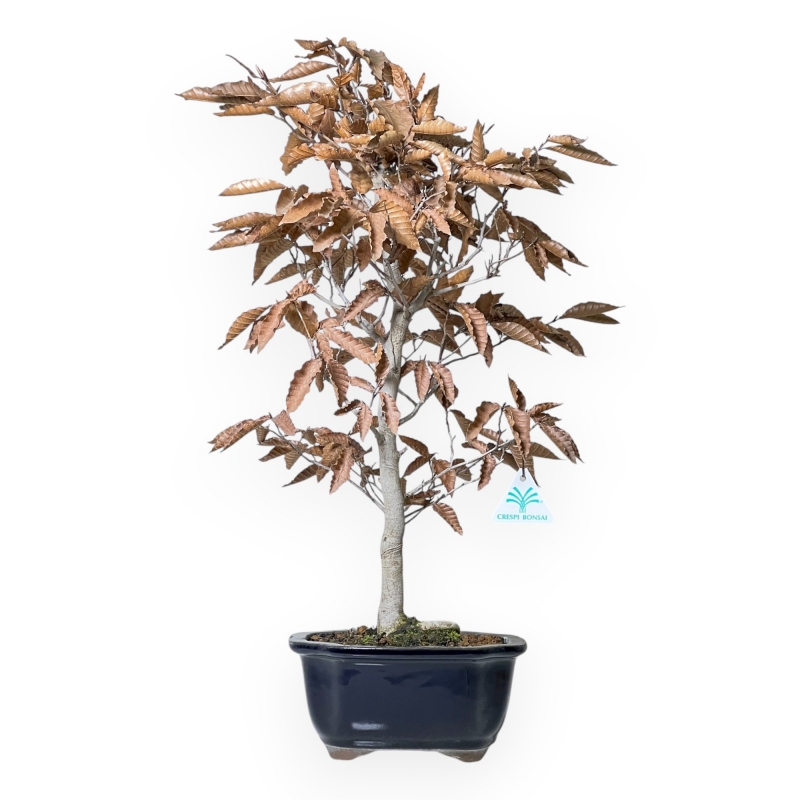 Fagus Crenata - Japanese Beech - 53 cm