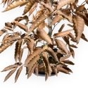 Fagus Crenata - Japanese Beech - 53 cm